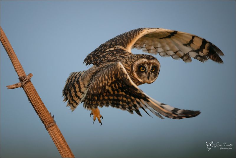 * * * фото превью