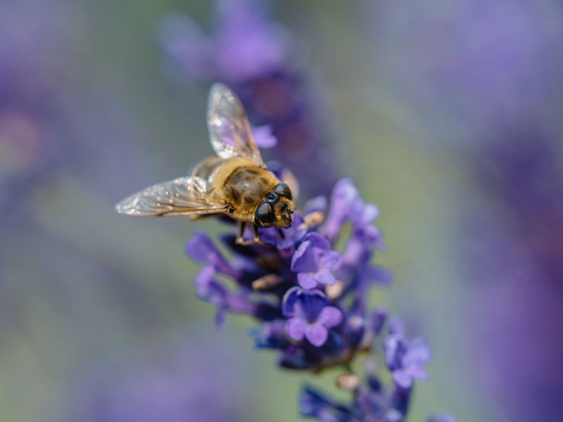 макро, лаванда, журчалка, фиолетовый, macro, fly, violet Лавандовое настроение фото превью