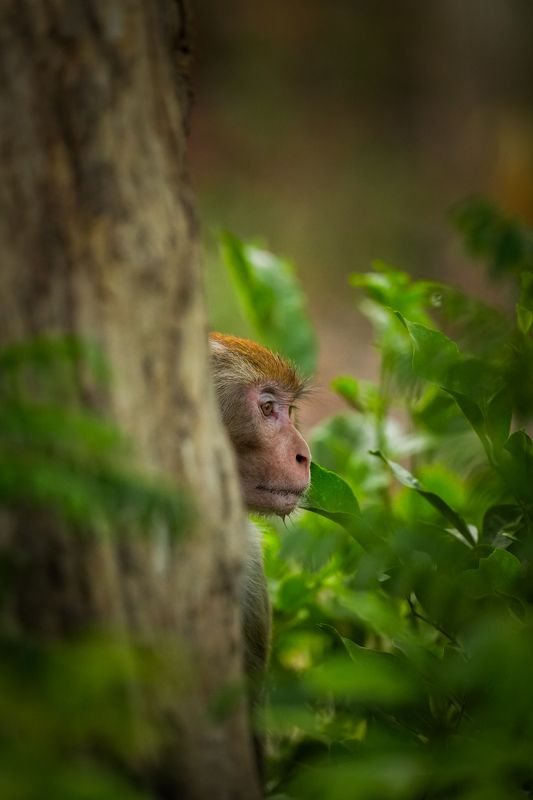 Hide and Seek фото превью