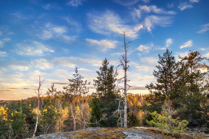 Осень, лес Осенняя фото превью
