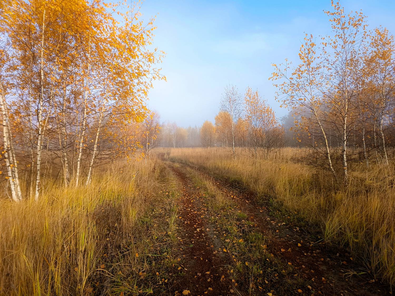 , Кондрашова Светлана