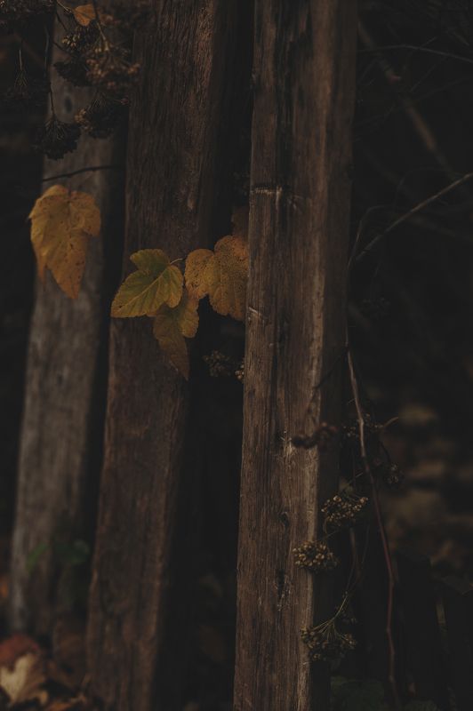 Ноябрь фото превью