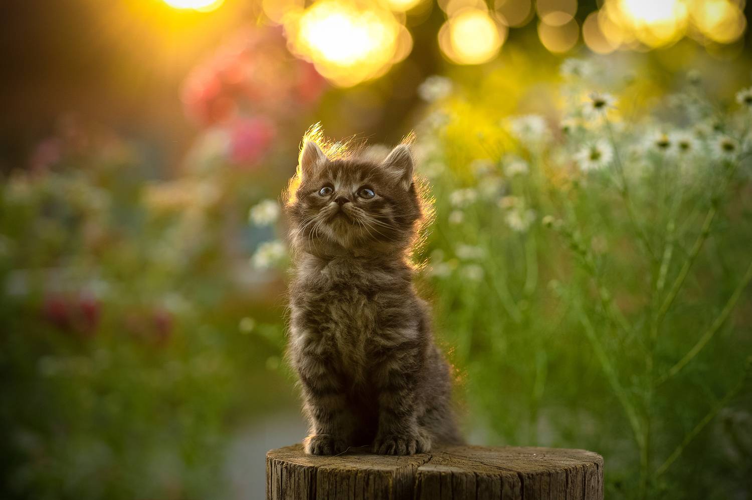 , Коротун Юрий