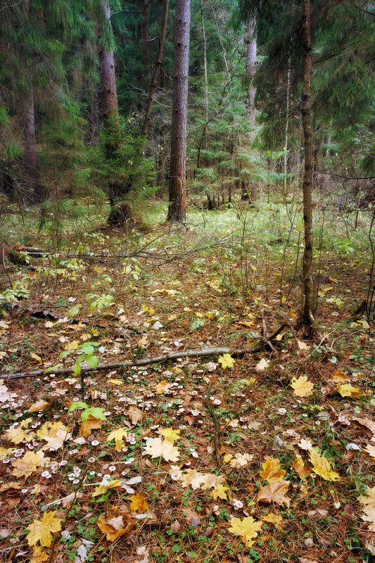 В осеннем лесу фото превью