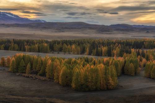 Курайская степь