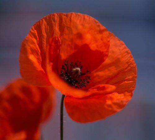 Мак растрёпа