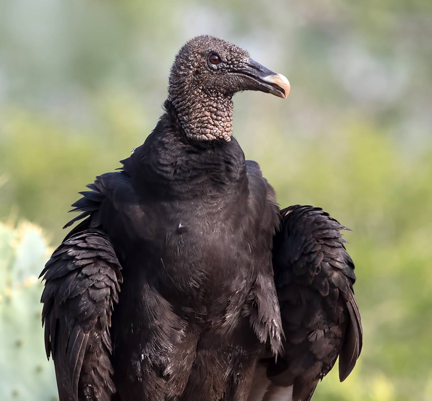 black vulture, американская чёрная катарта,гриф, texas,  гриф, хищные птицы, raptor, vulture, Etkind Elizabeth