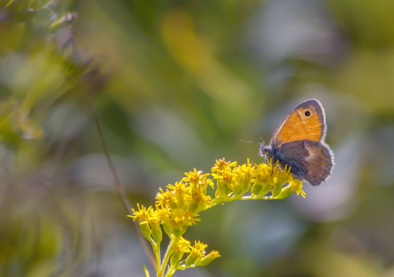 Сенница фото превью
