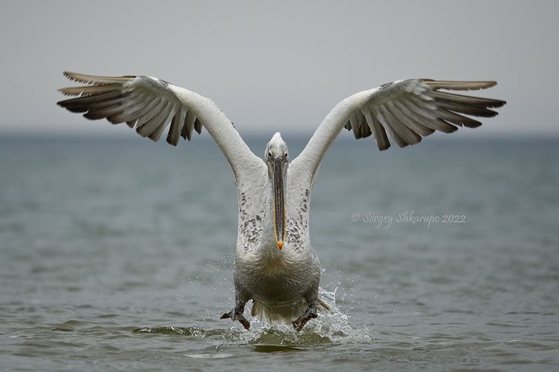 кудрявый пеликан, птицы Пеликаний попрыгун фото превью