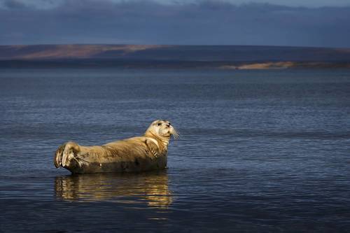 Лежу, никому не мешаю