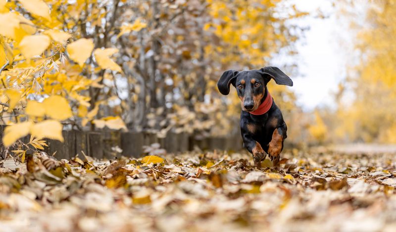 такса, золотая осень, собака в листве Рекс и осень фото превью