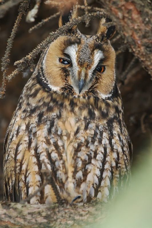 птицы, сова, фотоохота Ушастая сова фото превью