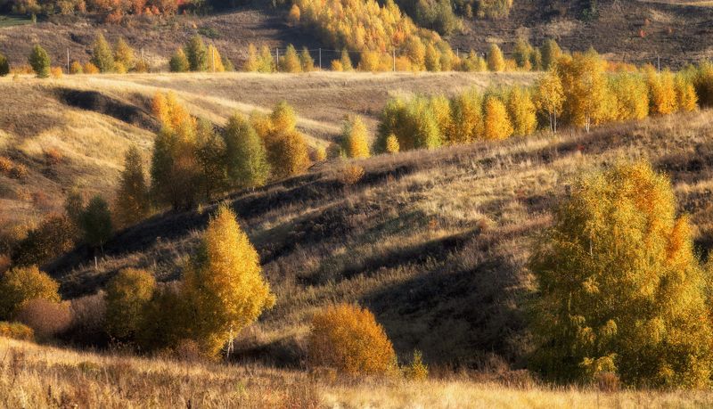 ландшафт деревья Березы фото превью