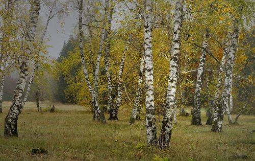 Осенние березы