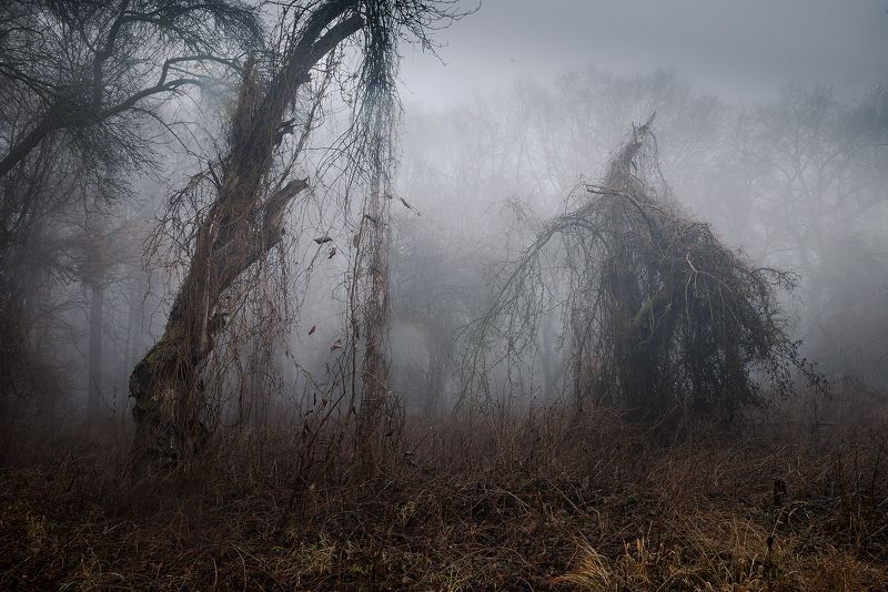 Misty forest фото превью