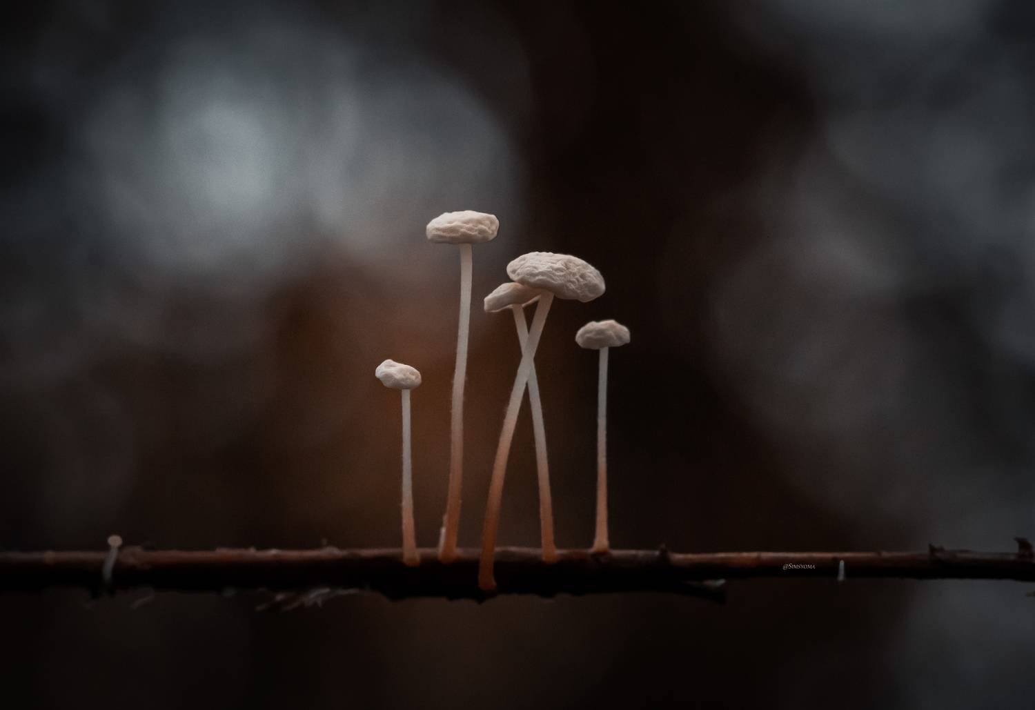 , Julia Khvorostyanaya