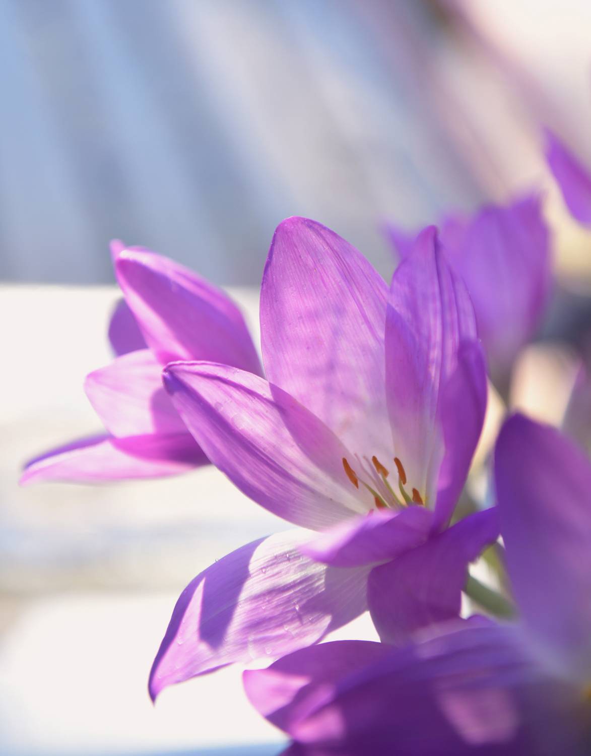 , Божена Пучко