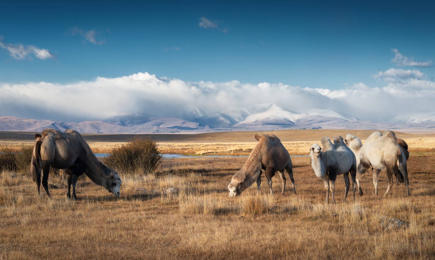 алтай, горный алтай, пейзажи алтая, кош-агачский район, горная степь, чуйская степь, верблюды, осень, горы, осенний алтай, бактрианы, вольный выпас, домашний скот, южно-чуйский хребет, Рубан Елена