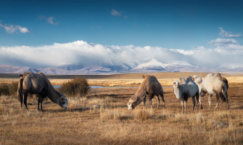 Дети Чуйской степи фото превью