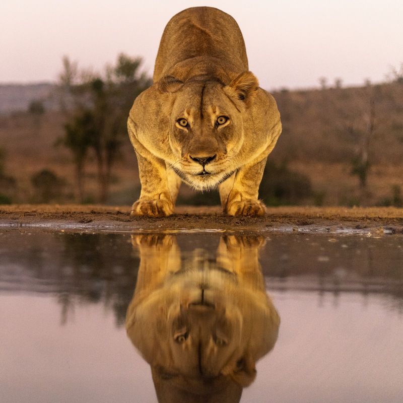 #wildlife #lioness #bigcats #southafrica  The Queen  фото превью