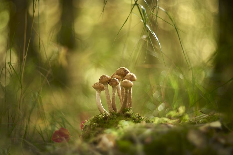 гелиос-40 Опята фото превью