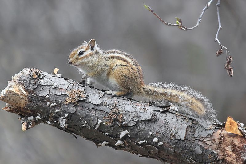 бурундук  фото превью