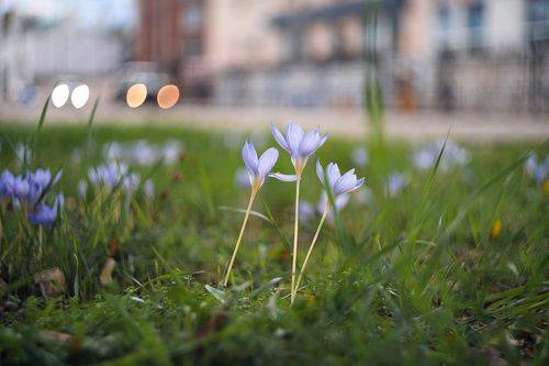 В последние хмурые дни придорожных крокусов.