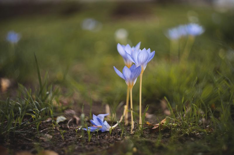 На исходе осенней жизни. фото превью