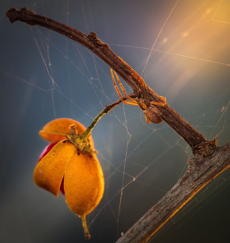 Morning glow фото превью