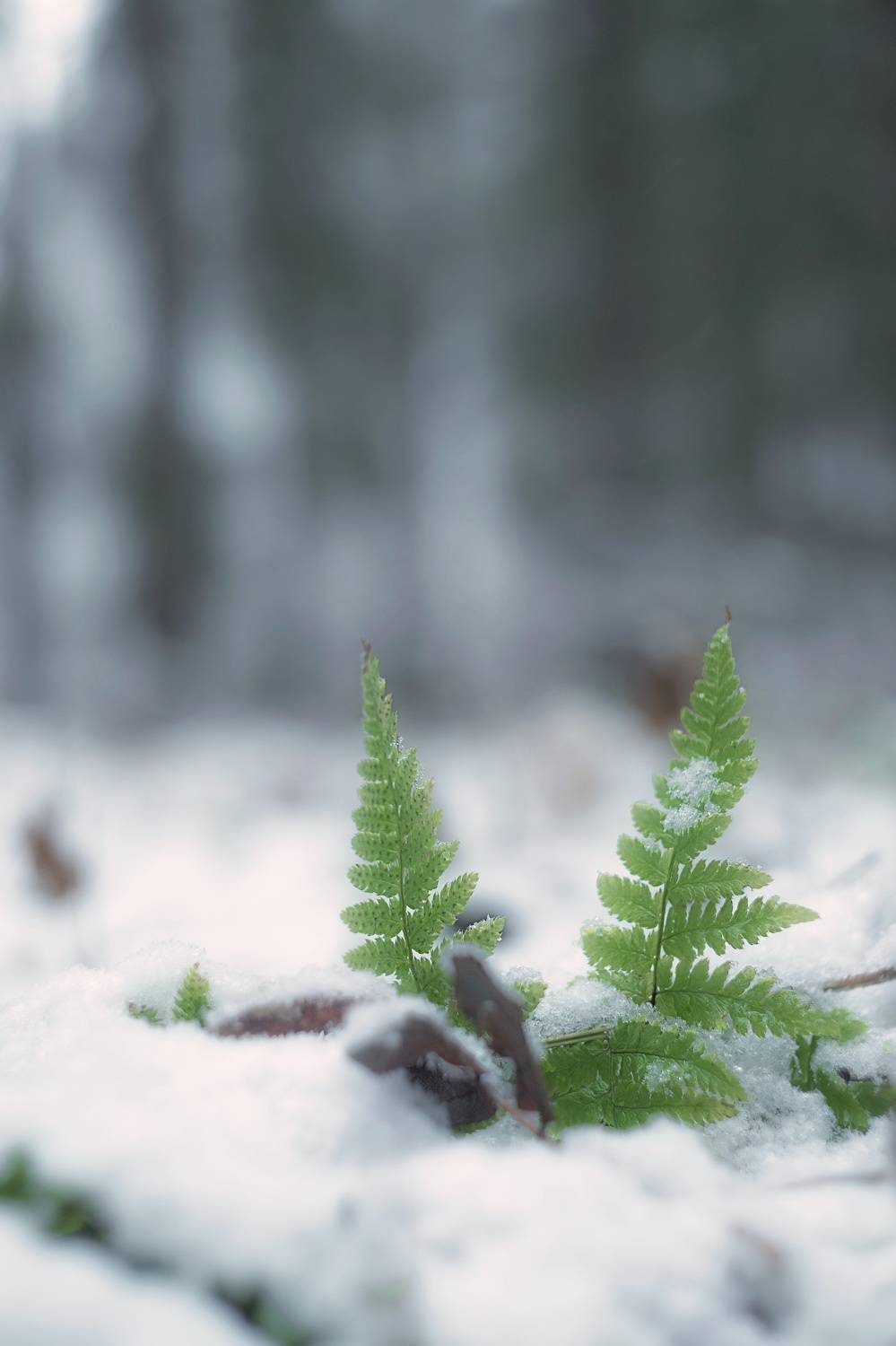 снег, лес, природа, nature, forest, snow, manual lens, helios, helios44_2, Обидина Мария