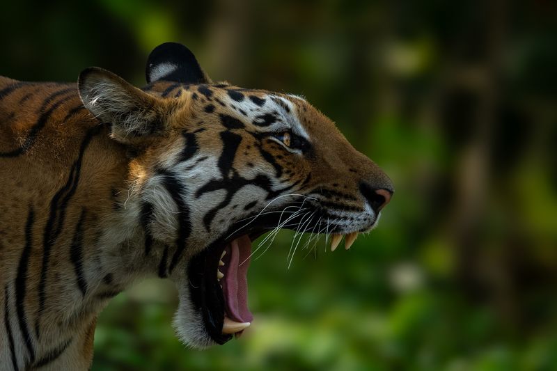 The Roar of a King фото превью