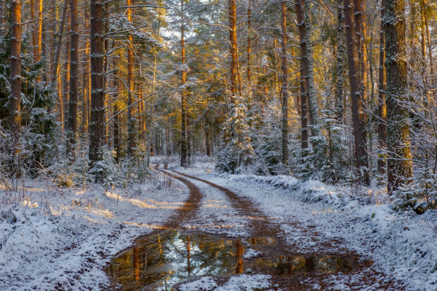 лес дорога снег первый вечер серково, Алексеев Дмитрий