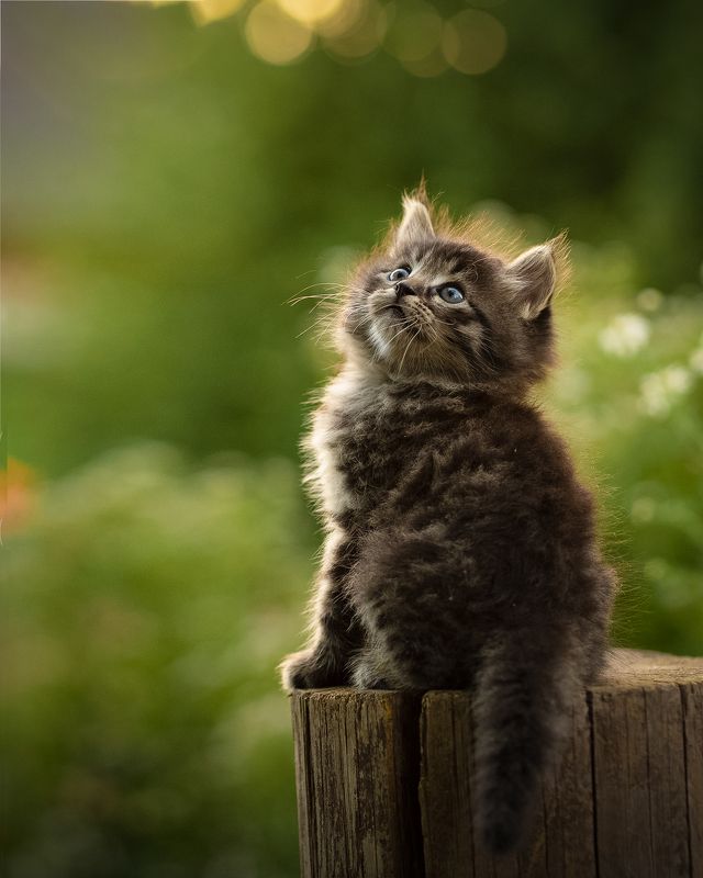 *** фото превью