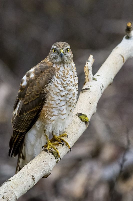 природа Ястреб-перепелятник фото превью