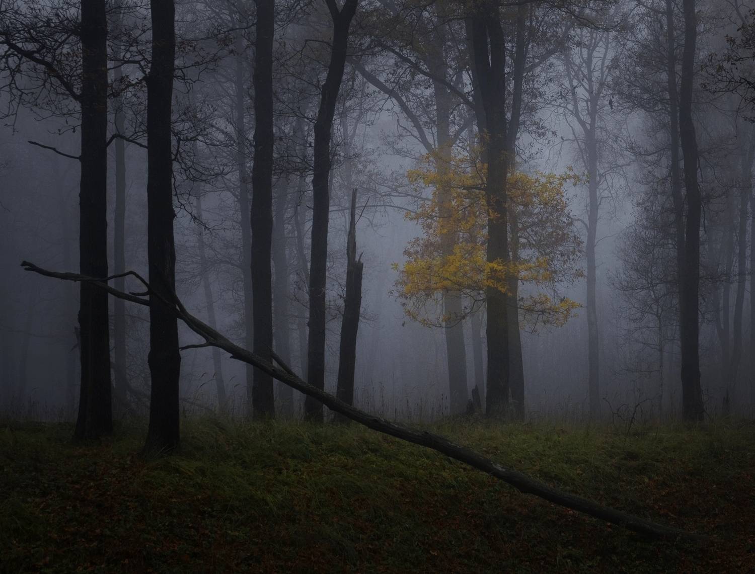 лес, свет, утро, природа, Баранов Олег