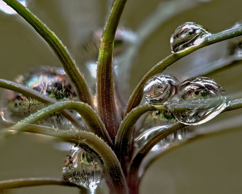 Капли фото превью