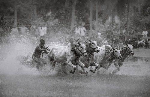 Moichara - The traditional bull race of Bengal