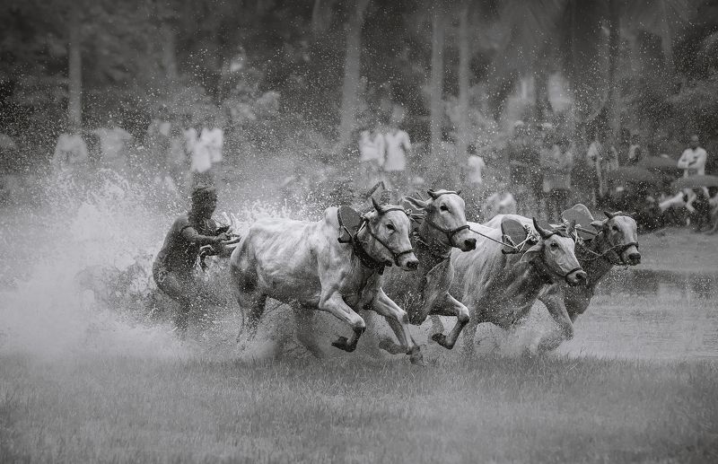 street Moichara - The traditional bull race of Bengal фото превью