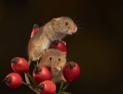Harvest Mouse