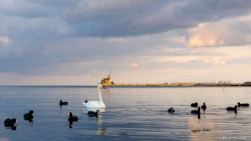 Лебедь в окружении лысух фото превью