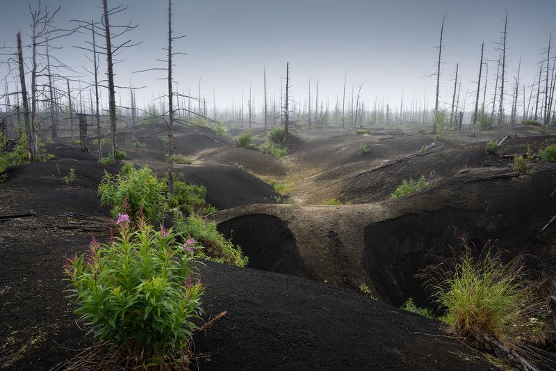 Некогда мертвый лес. Камчатка фото превью