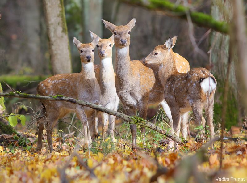 олень, олени, пятнистый олень Пятнистый олень фото превью