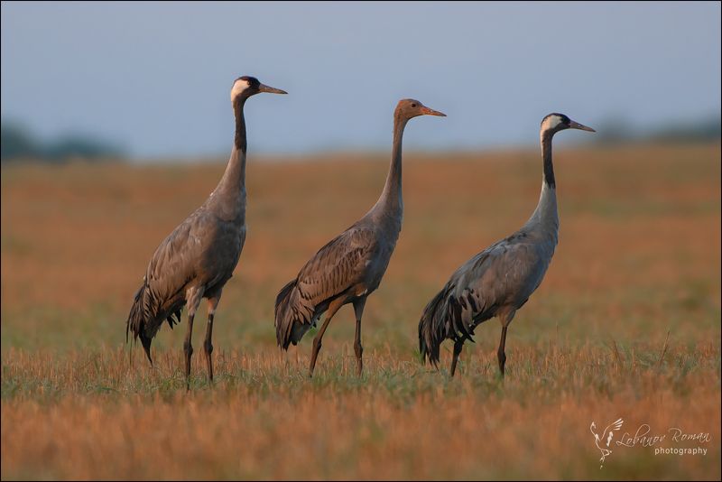 * * * фото превью