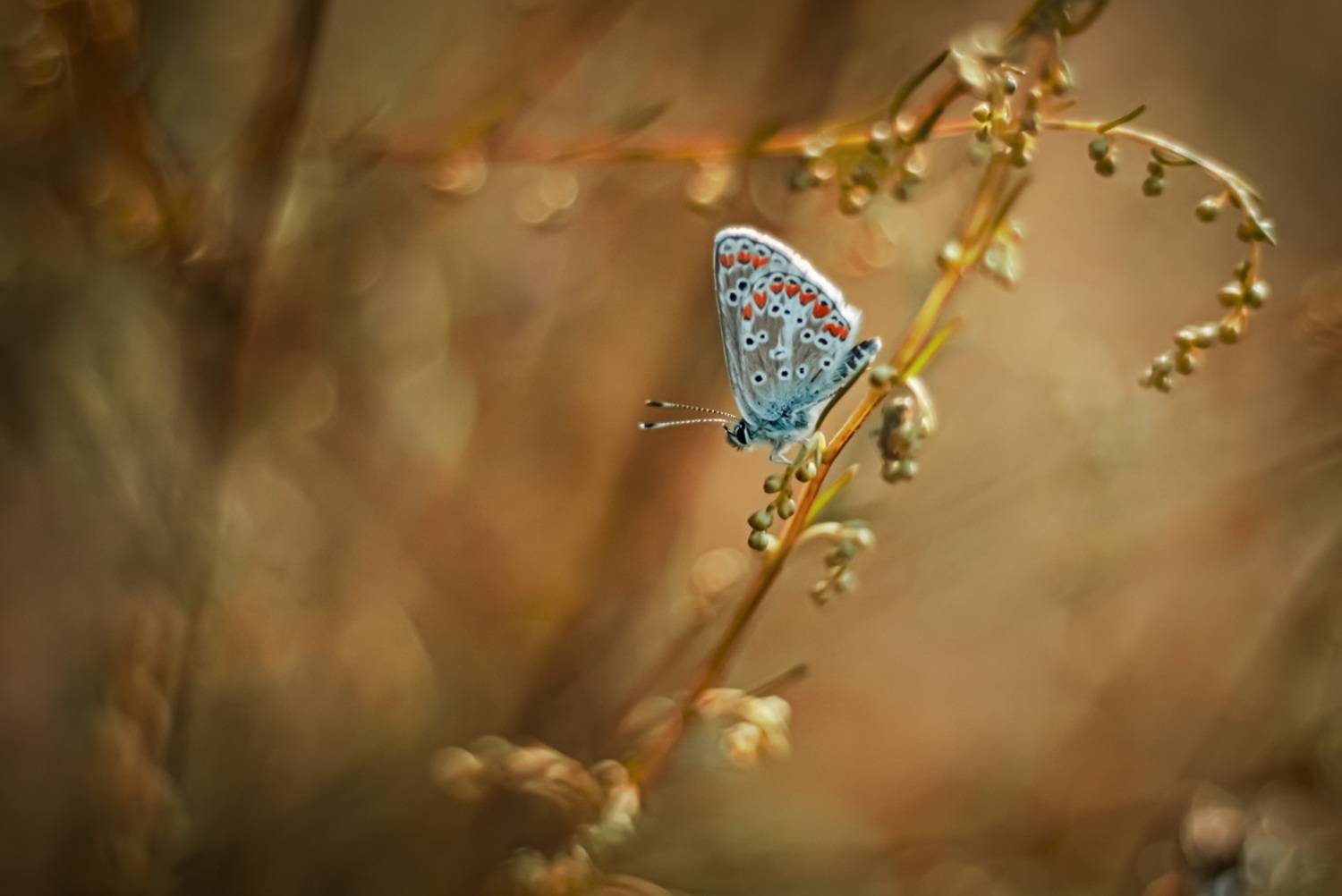 , Krzysztof Trojanowski