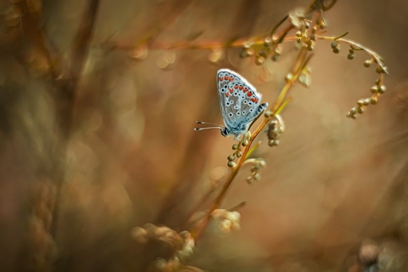 ... фото превью