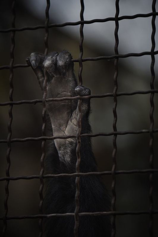 клетка, лапа, младшие братья  фото превью