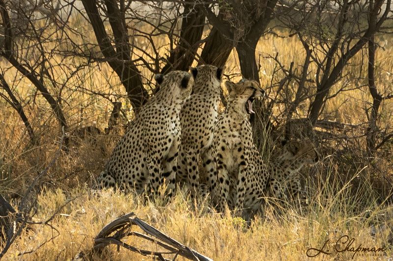 Mama cheetah with children, 2 фото превью