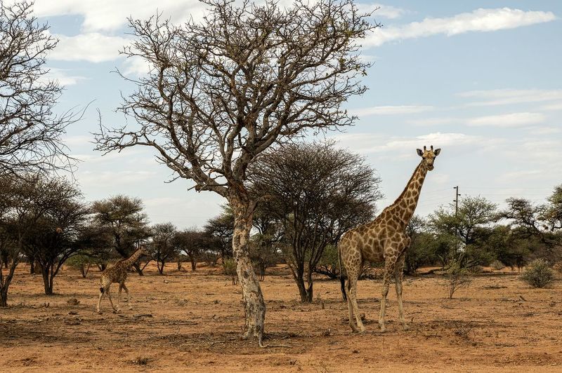 Giraffes фото превью