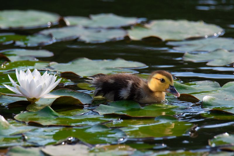 *Одна маленькая жизнь... фото превью