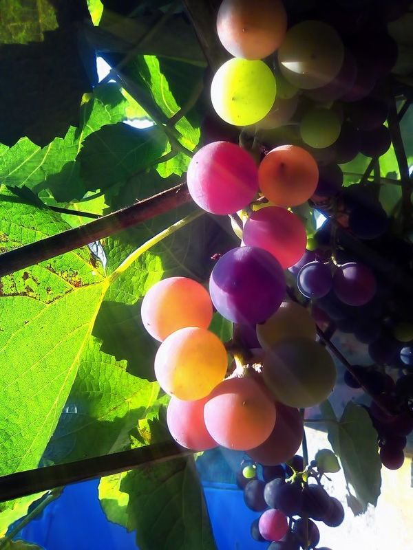 фото превью